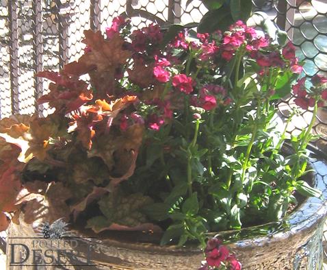 Rose Nemesia with Heuchera